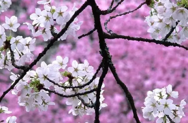 岳雨婷公开短剧床戏拍摄卫生隐患引发行业关注：资讯配图