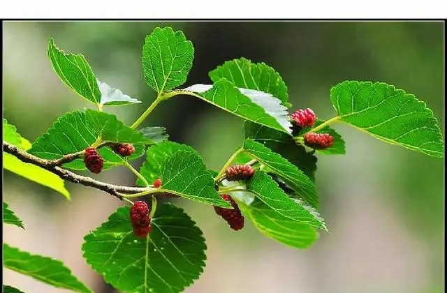 岳雨婷公开短剧床戏拍摄卫生隐患引发行业关注：情报图